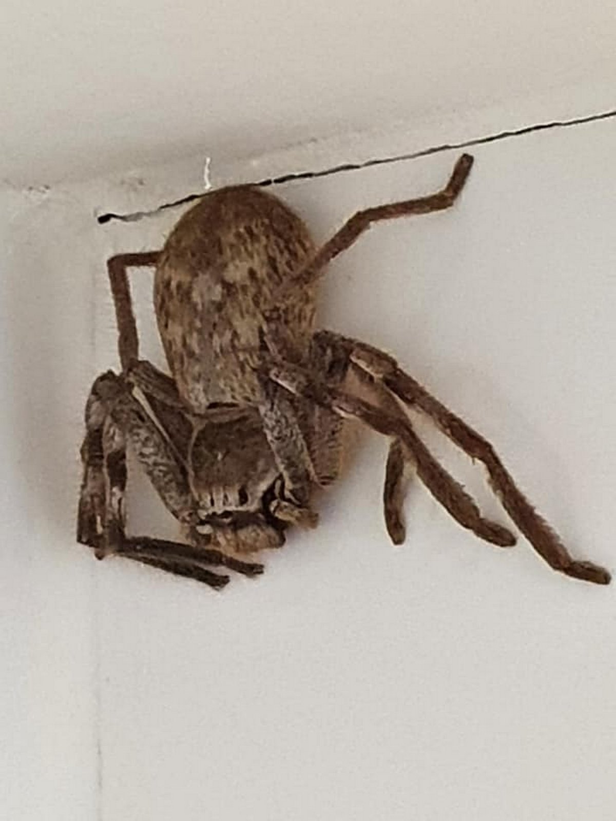 Une femme est terrifiée par une énorme araignée sparassidae après l’avoir aperçue dans la douche