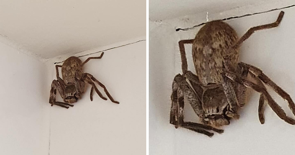 Une femme est terrifiée par une énorme araignée sparassidae après l’avoir aperçue dans la douche