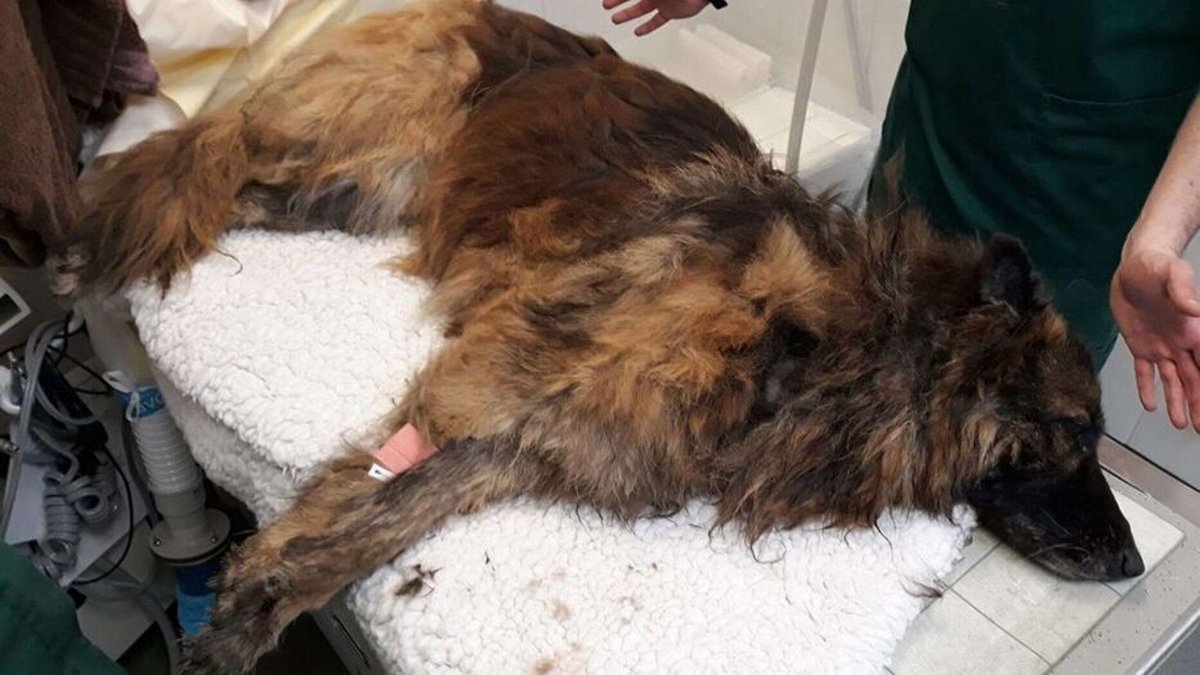 Une femme évite la prison après avoir tenté de noyer sa chienne dans une rivière gelée avec une pierre attachée à sa laisse