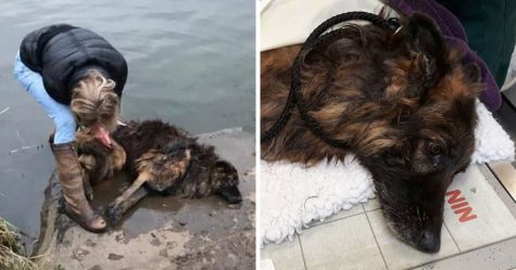 Une femme évite la prison après avoir tenté de noyer sa chienne dans une rivière gelée avec une pierre attachée à sa laisse