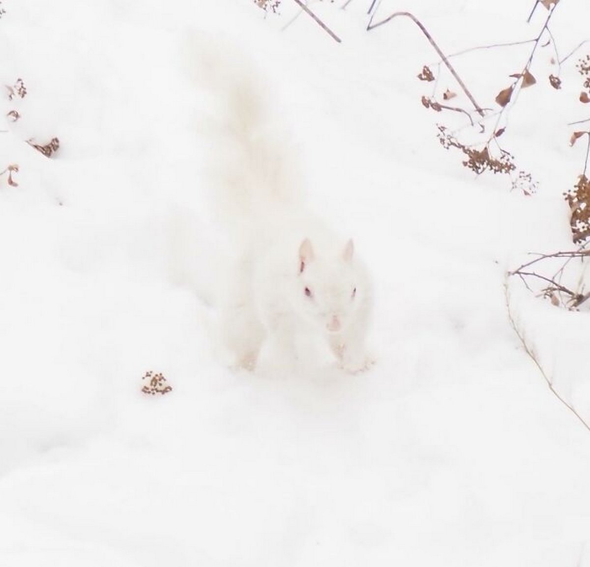 Ce groupe Facebook se consacre aux photos d’animaux sauvages pourries et elles sont si nulles qu’elles sont hilarantes ! Par Janvier Doyon Photos-animaux-sauvages-pourries-droles-008