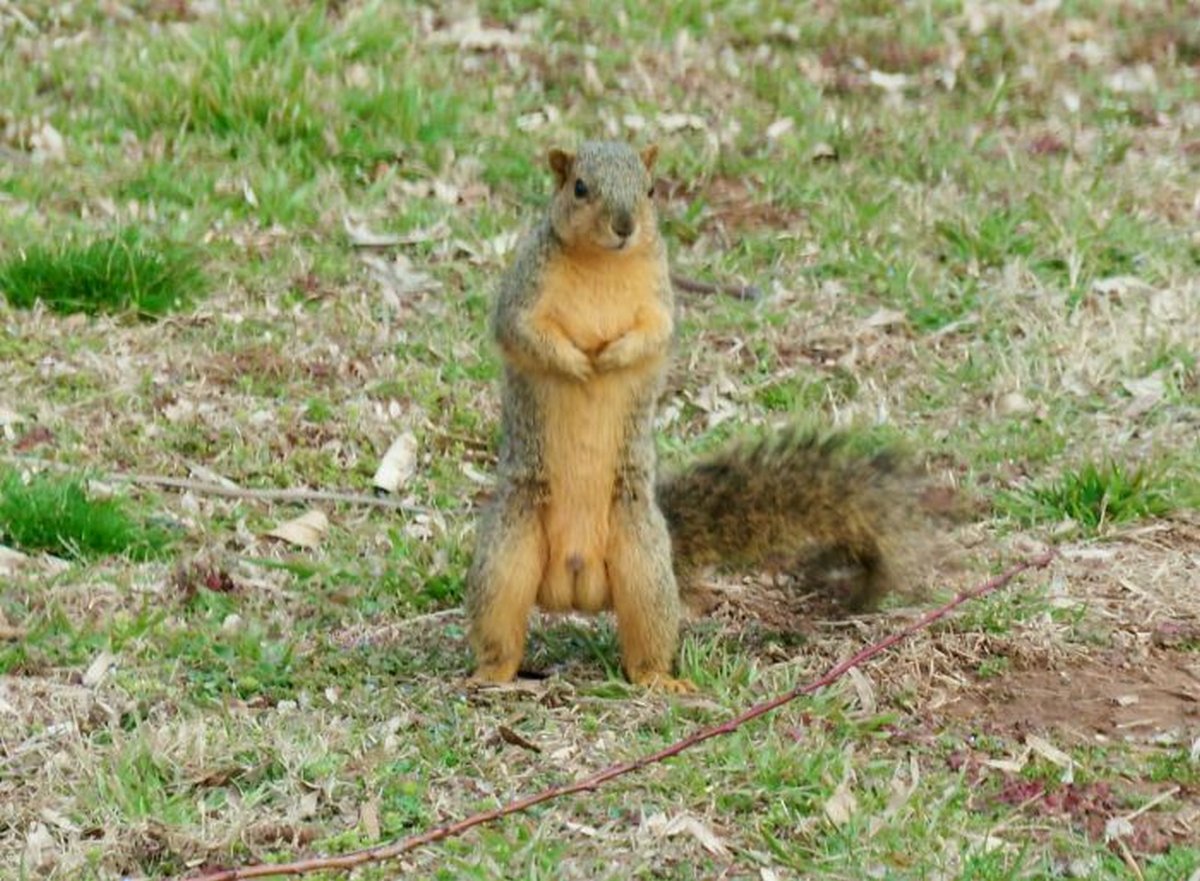 Ce groupe Facebook se consacre aux photos d’animaux sauvages pourries et elles sont si nulles qu’elles sont hilarantes ! Par Janvier Doyon Photos-animaux-sauvages-pourries-droles-011