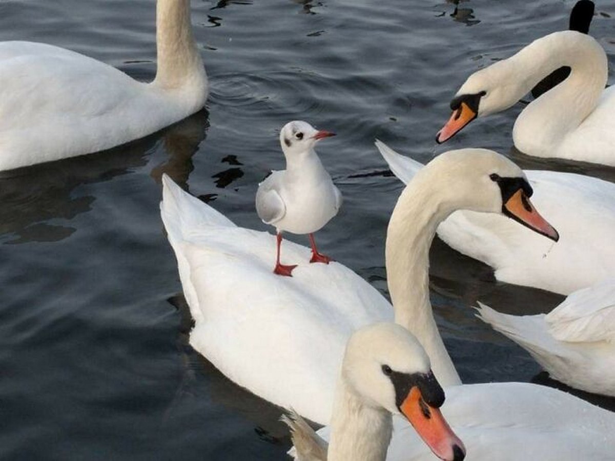 Ce groupe Facebook se consacre aux photos d’animaux sauvages pourries et elles sont si nulles qu’elles sont hilarantes ! Par Janvier Doyon Photos-animaux-sauvages-pourries-droles-013