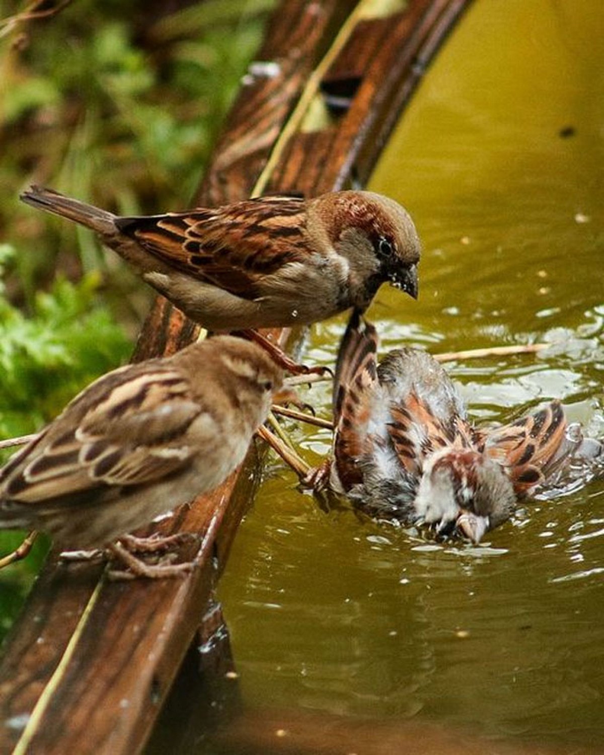 Ce groupe Facebook se consacre aux photos d’animaux sauvages pourries et elles sont si nulles qu’elles sont hilarantes ! Par Janvier Doyon Photos-animaux-sauvages-pourries-droles-021