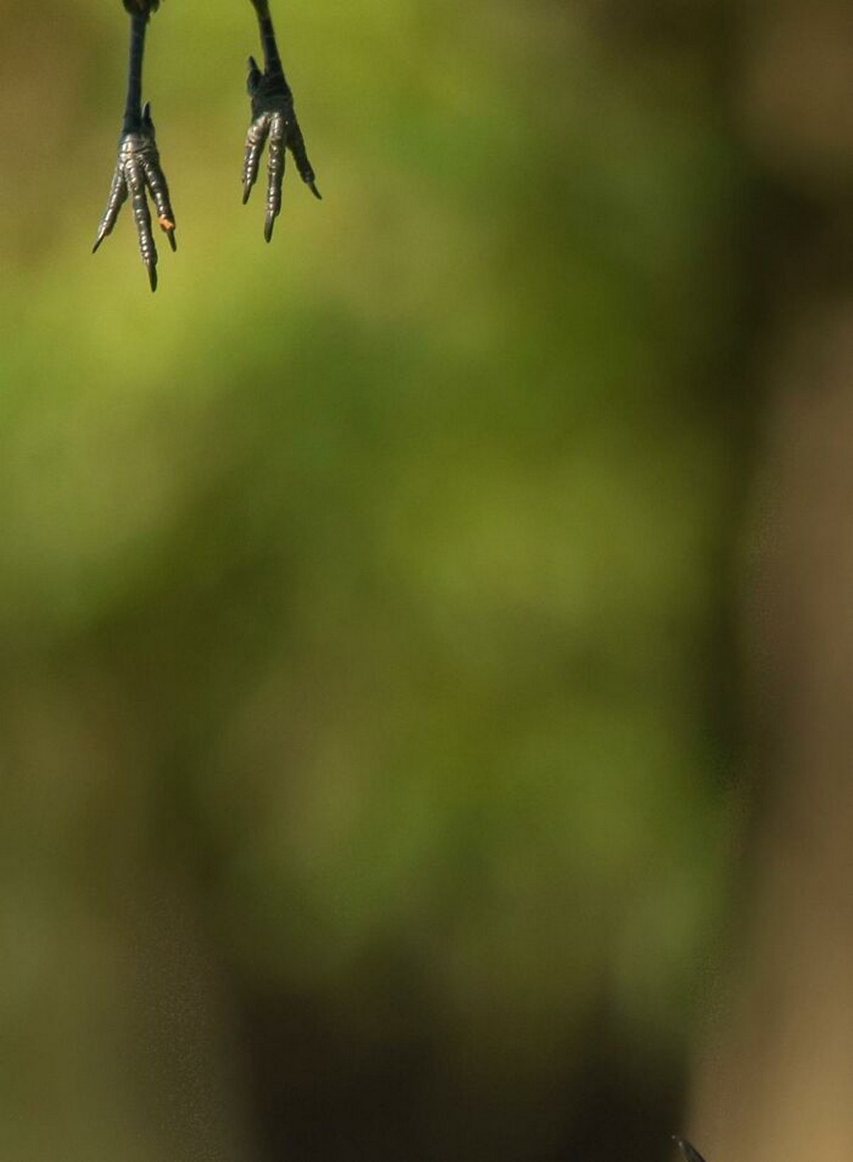 Ce groupe Facebook se consacre aux photos d’animaux sauvages pourries et elles sont si nulles qu’elles sont hilarantes ! Par Janvier Doyon Photos-animaux-sauvages-pourries-droles-022