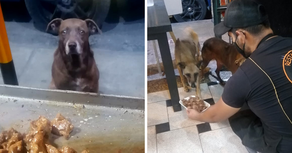Ce gentil restaurateur prépare des repas gratuits pour tous les chiens errants qui visitent son restaurant