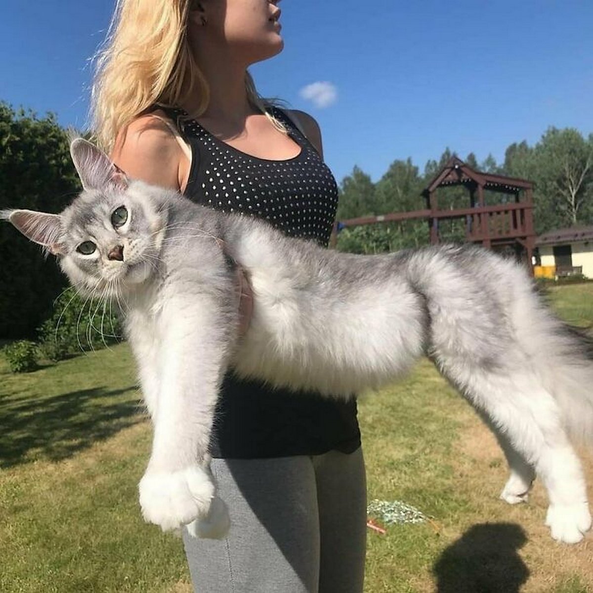 Ces chats ne comprennent pas à quel point ils sont grands