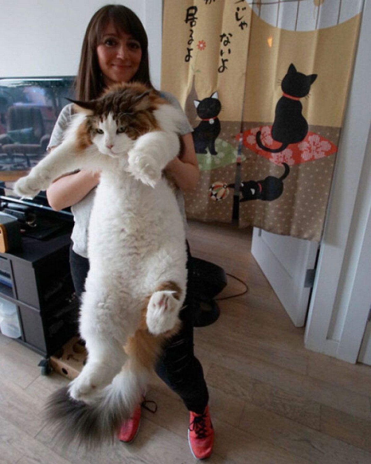 Ces chats ne comprennent pas à quel point ils sont grands