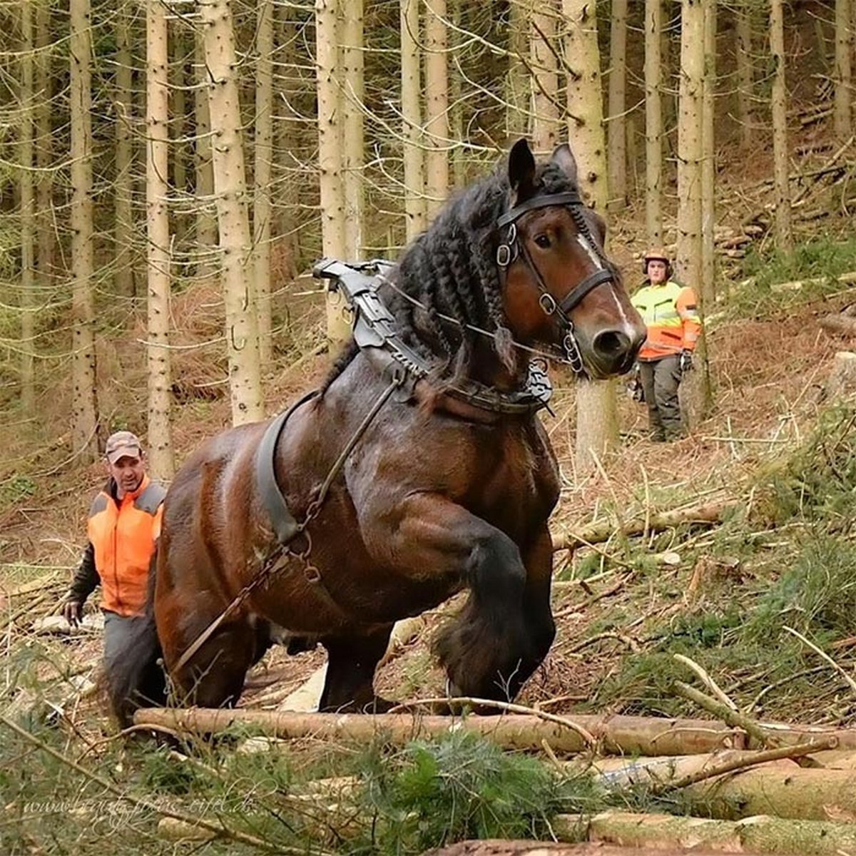 Ces gens ont vu quelque chose de si énorme qu’ils ont décidé de partager la photo dans ce groupe en ligne
