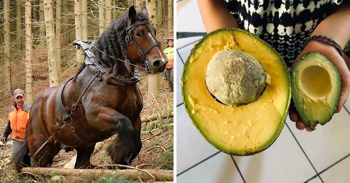 Ces gens ont vu quelque chose de si énorme qu’ils ont décidé de partager la photo dans ce groupe en ligne