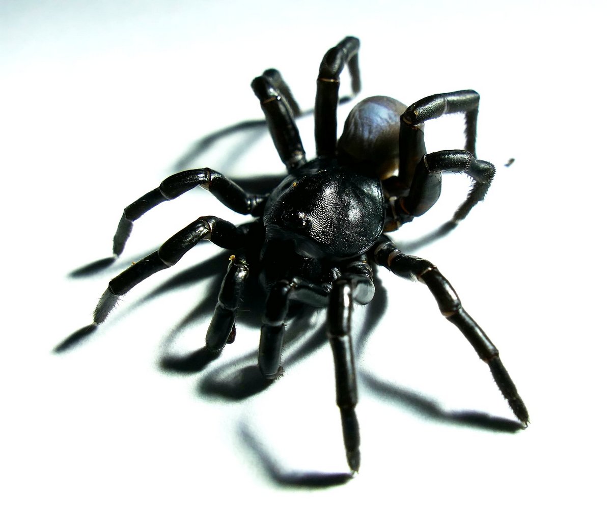 Cette nouvelle espèce d’araignée venimeuse qui ressemble à une tarentule peut vivre pendant des décennies