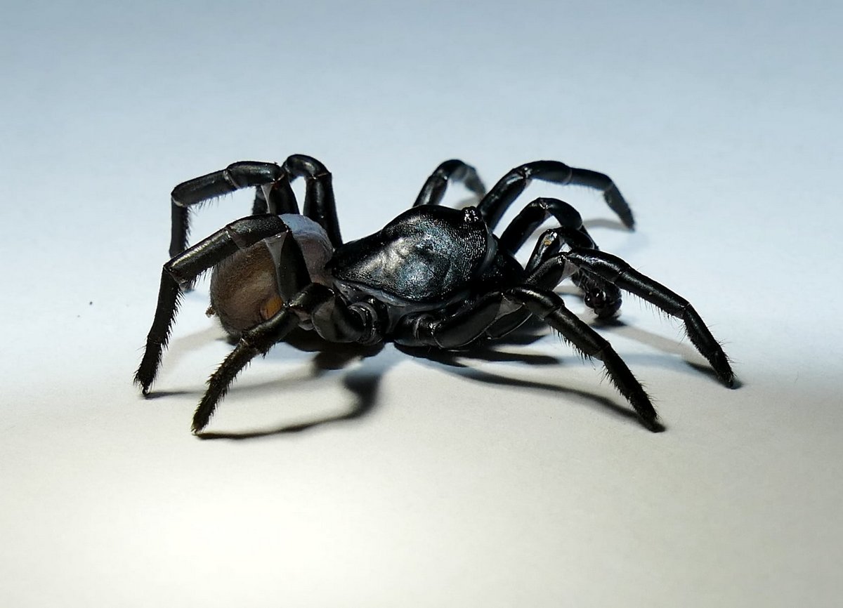 Cette nouvelle espèce d’araignée venimeuse qui ressemble à une tarentule peut vivre pendant des décennies