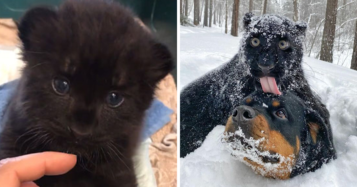 Une panthère abandonnée par sa mère grandit avec un humain et un rottweiler