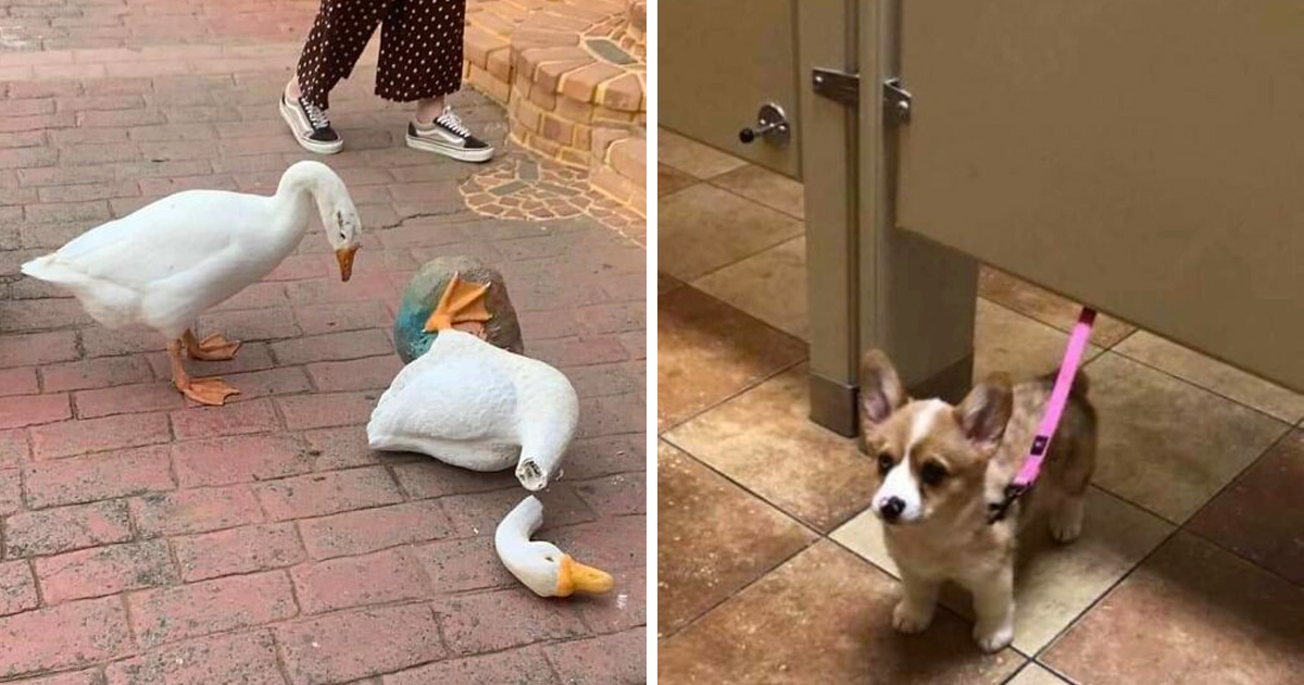 Cette page Facebook se consacre aux photos d’animaux qui doivent absolument être vues