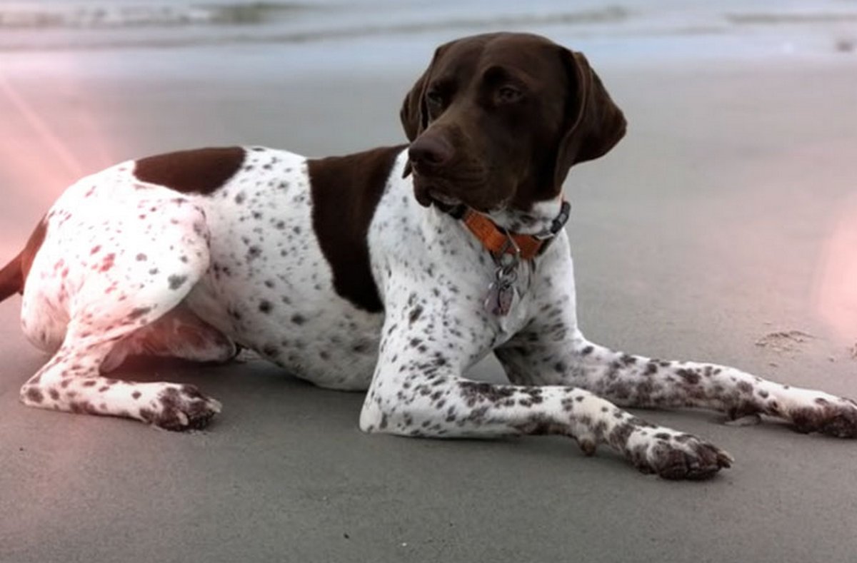 Un journaliste enquêtant sur un chiot volé voit le même chien dans la rue et se rend compte qu'un ravisseur le promène