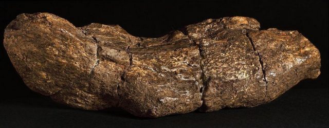 Le Plus Grand Caca Humain Connu Mesure 20 Cm De Long Et Remonte Un 