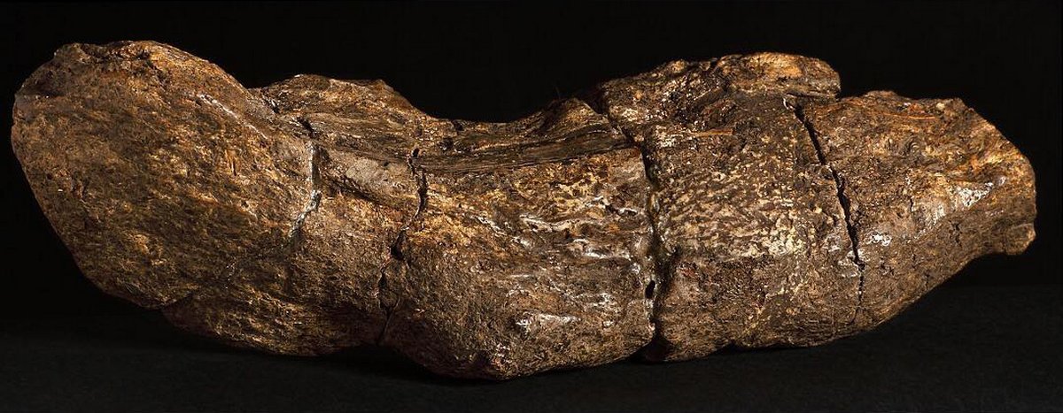 Le plus grand caca humain connu mesure 20 cm de long et remonte à un roi du 9e siècle
