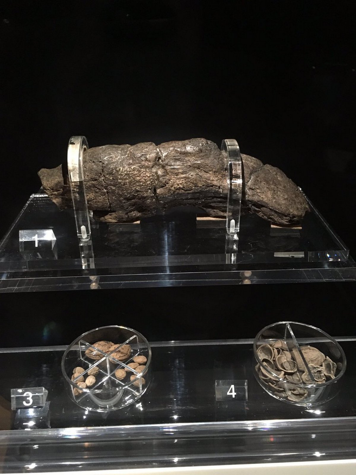 Le plus grand caca humain connu mesure 20 cm de long et remonte à un roi du 9e siècle