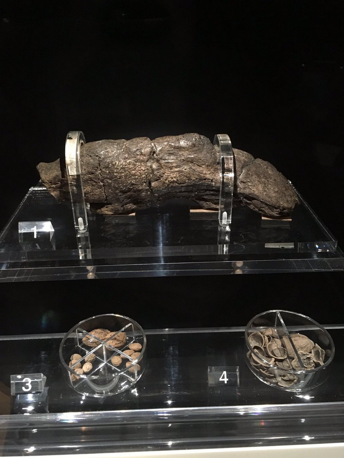 Le plus grand caca humain connu mesure 20 cm de long et remonte à un roi du 9e siècle ipnoze