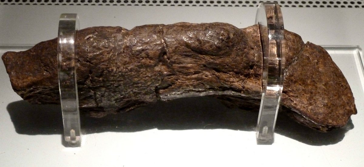 Le plus grand caca humain connu mesure 20 cm de long et remonte à un roi du 9e siècle