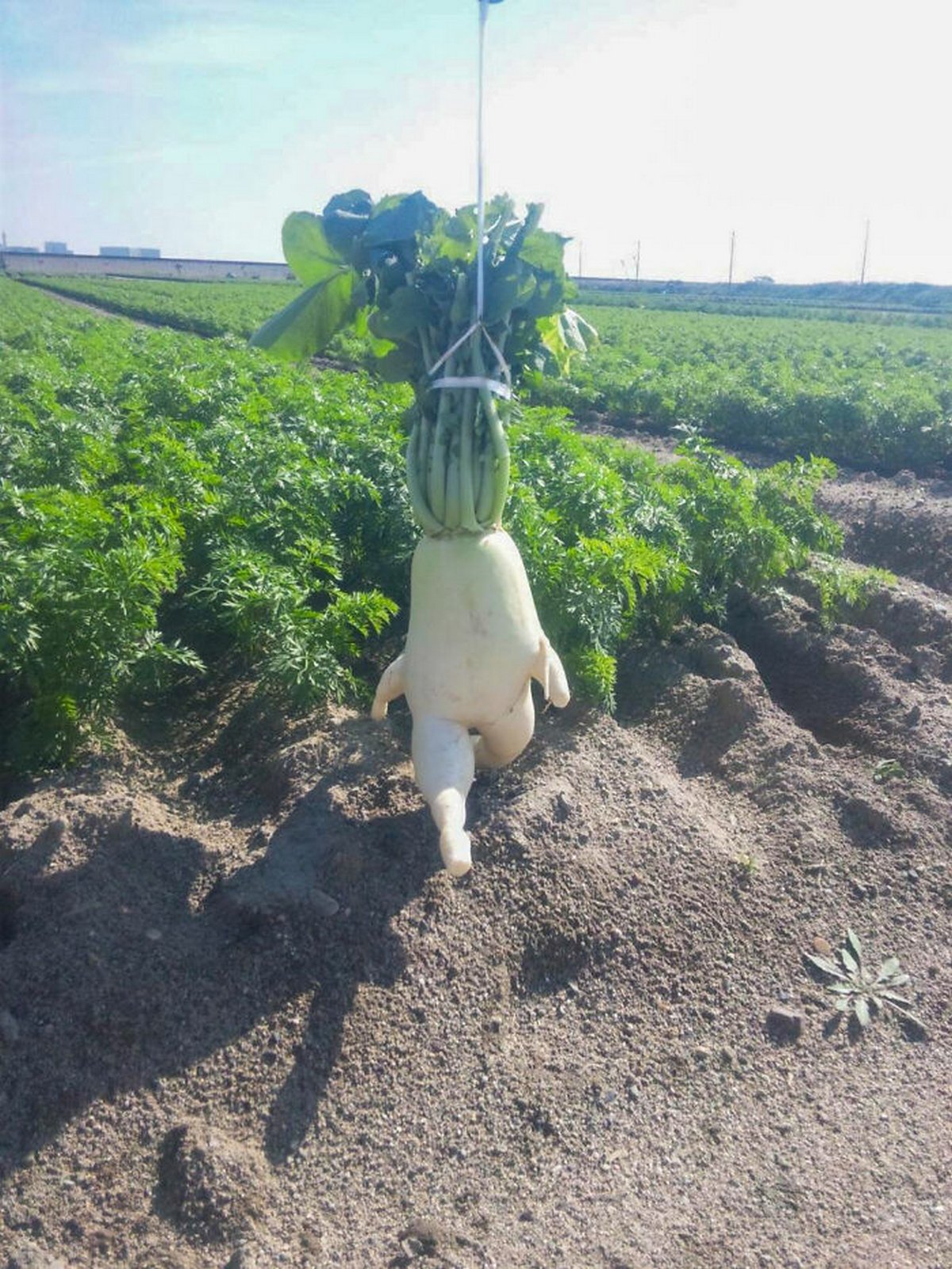 Ces gens ont vu des paréidolies dans des fruits et légumes et n’ont pas hésité à prendre une photo