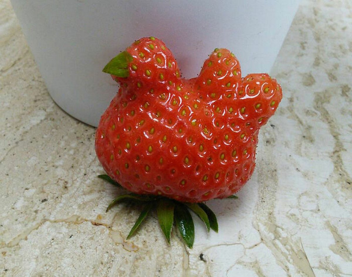 Ces gens ont vu des paréidolies dans des fruits et légumes et n’ont pas hésité à prendre une photo