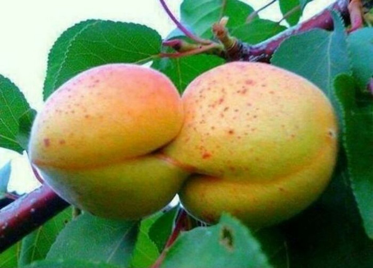 Ces gens ont vu des paréidolies dans des fruits et légumes et n’ont pas hésité à prendre une photo
