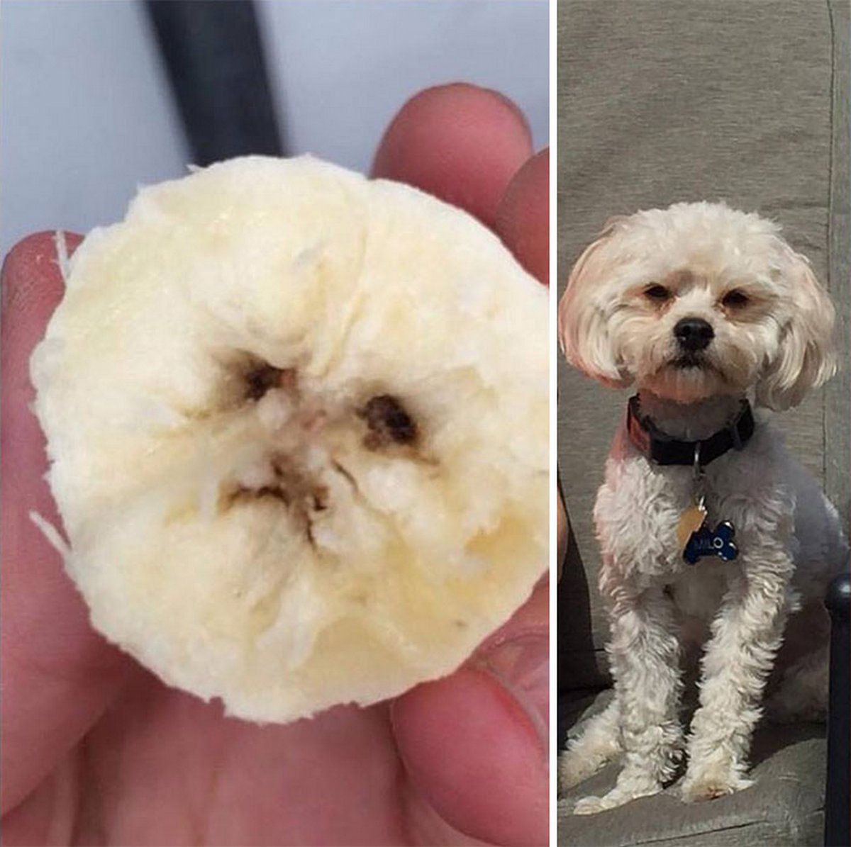 Ces gens ont vu des paréidolies dans des fruits et légumes et n’ont pas hésité à prendre une photo