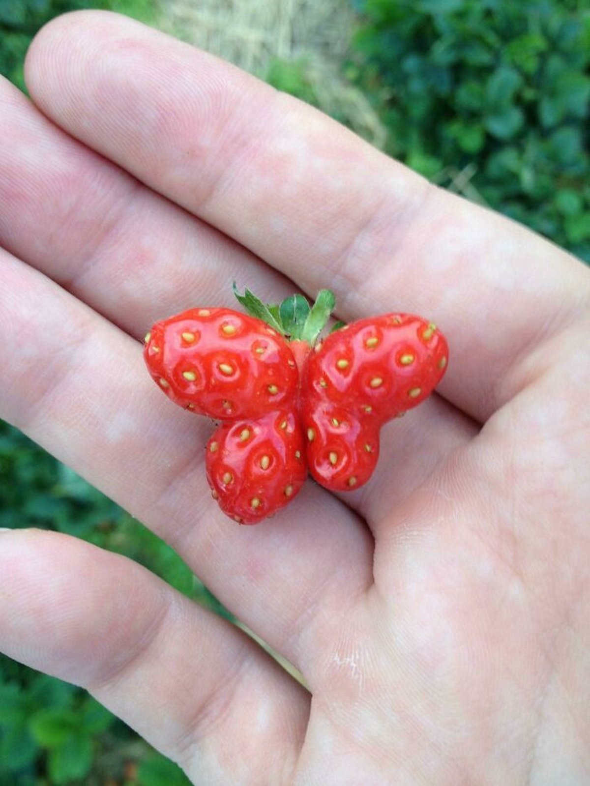 Ces gens ont vu des paréidolies dans des fruits et légumes et n’ont pas hésité à prendre une photo