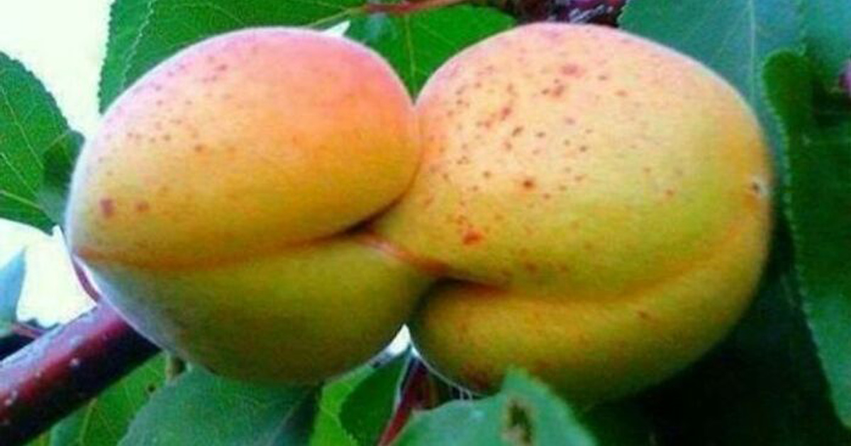 Ces gens ont vu des paréidolies dans des fruits et légumes et n’ont pas hésité à prendre une photo