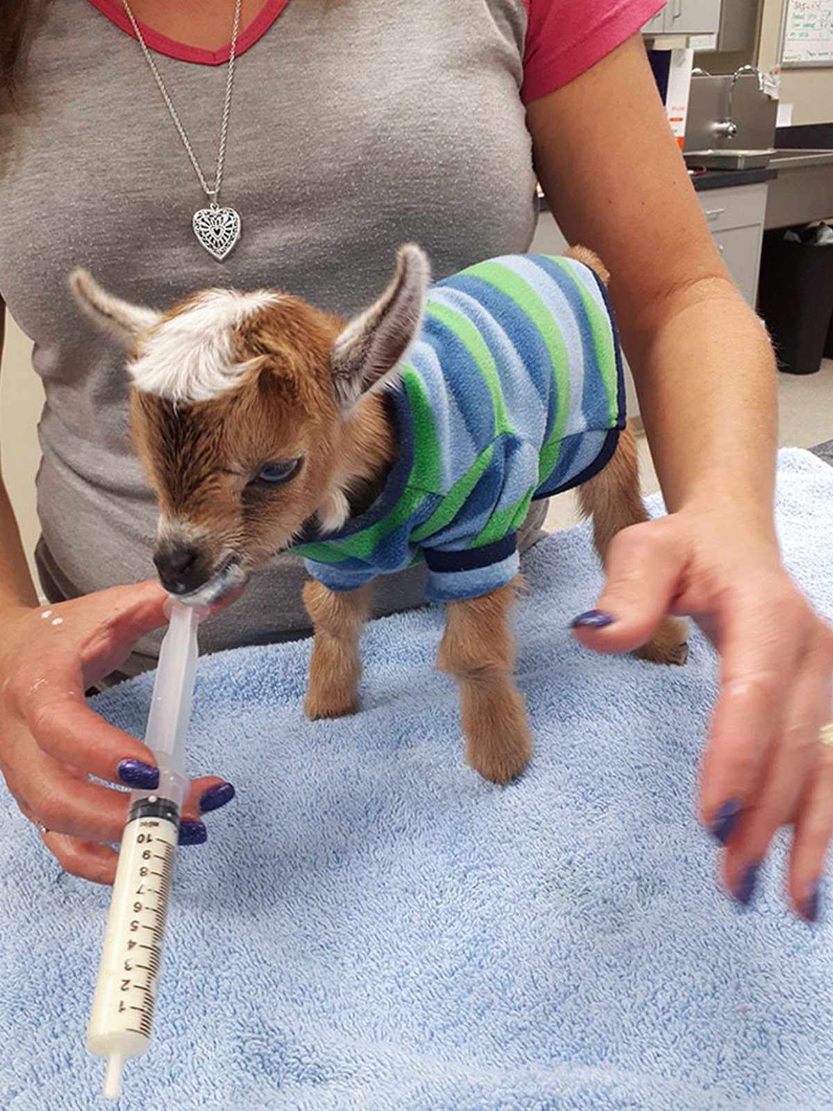 Ces vétérinaires ont rencontré les animaux les plus mignons au travail et n&#8217;ont pas hésité à prendre une photo