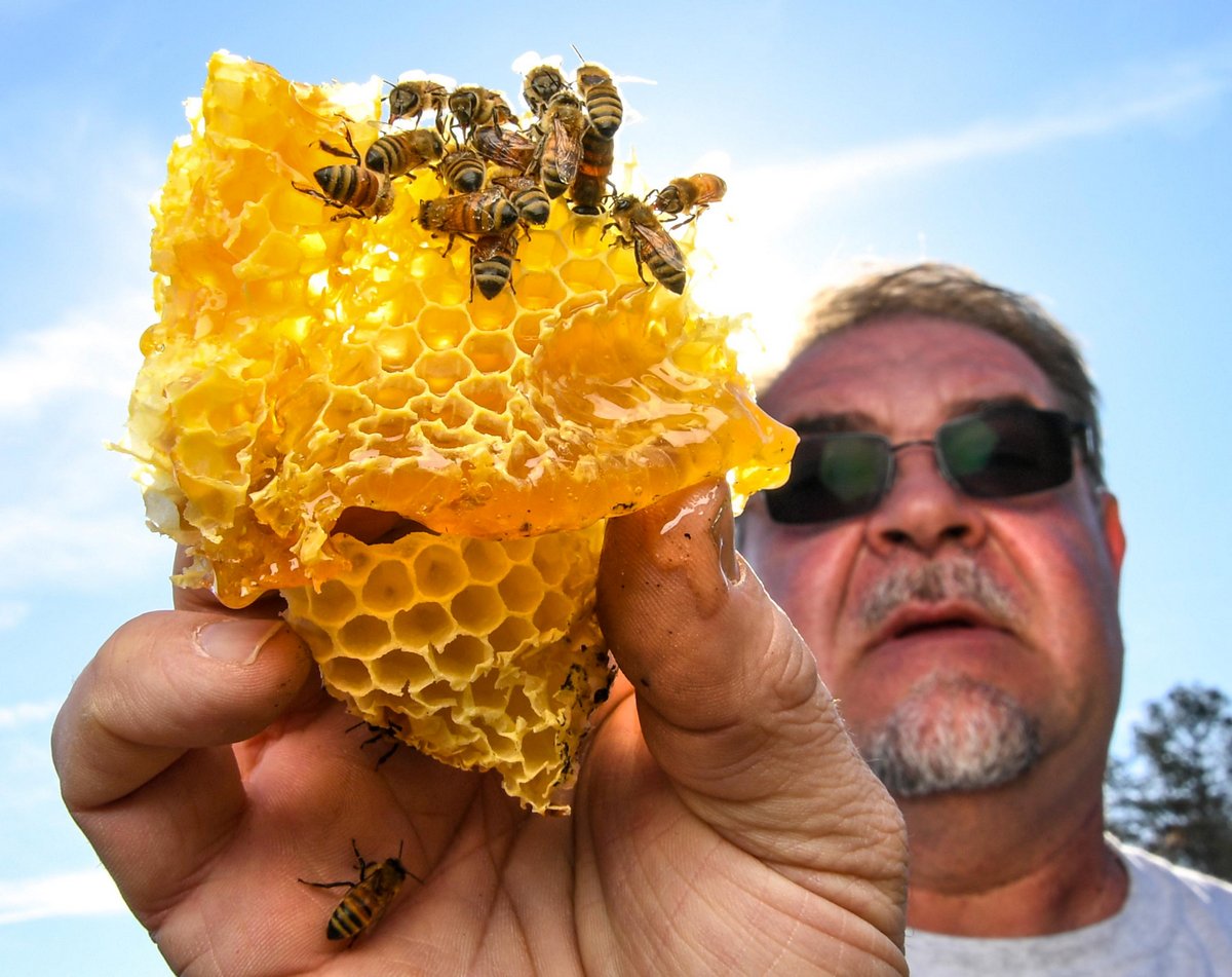 Des voisins s’opposent à un apiculteur qui refuse d’abandonner ses abeilles pour le bien de l’enfant allergique d’un voisin
