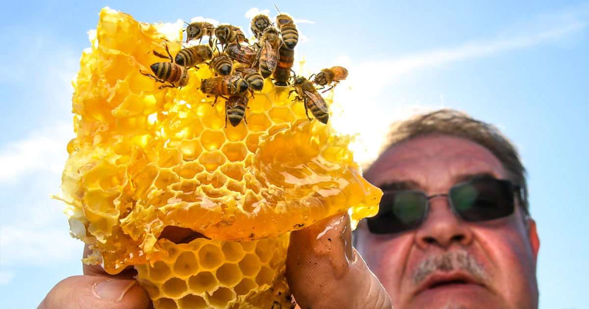 Des voisins s’opposent à un apiculteur qui refuse d’abandonner ses abeilles pour le bien de l’enfant allergique d’un voisin