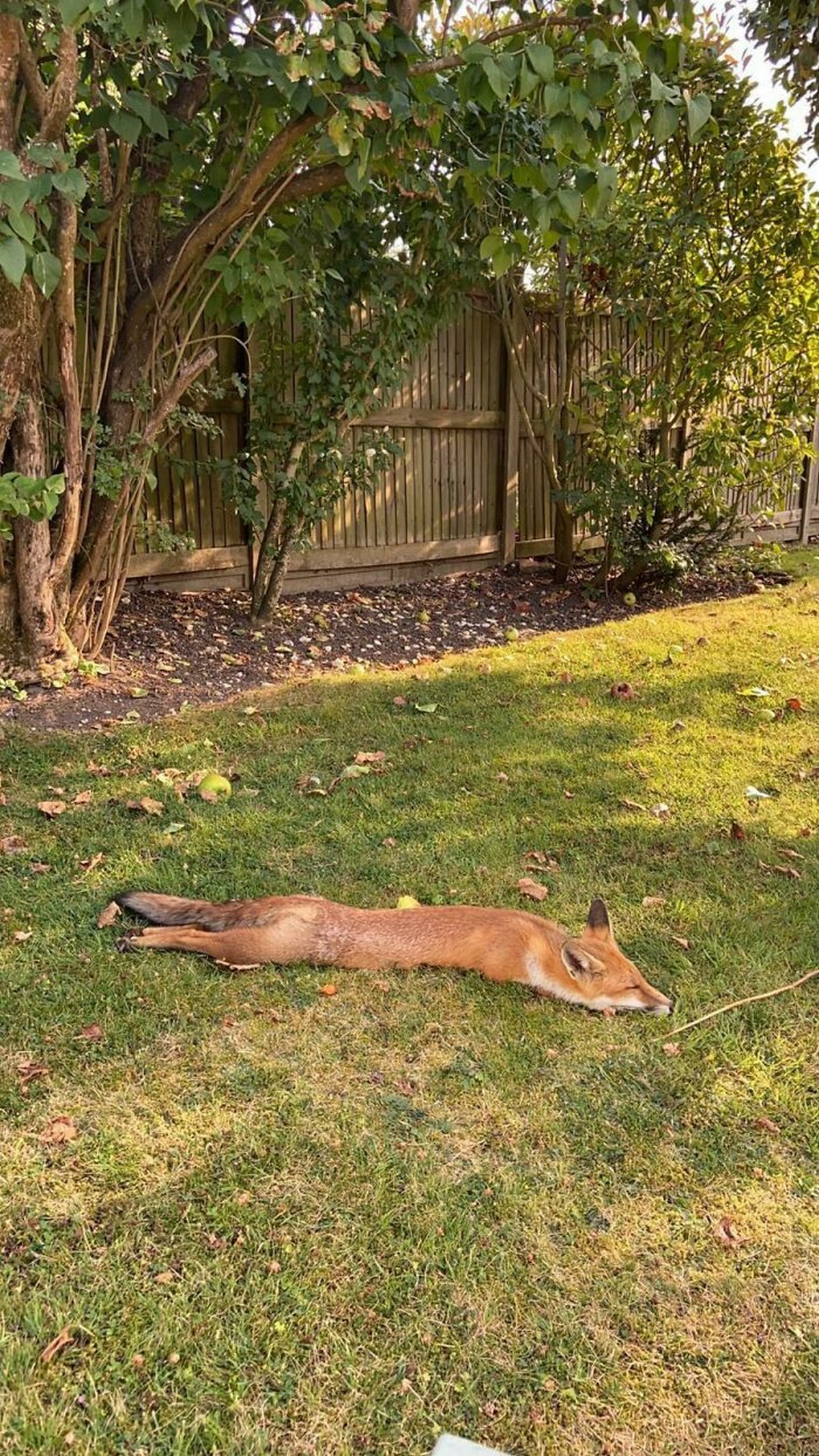 Deze foto's laten de gevolgen van hittegolven zien