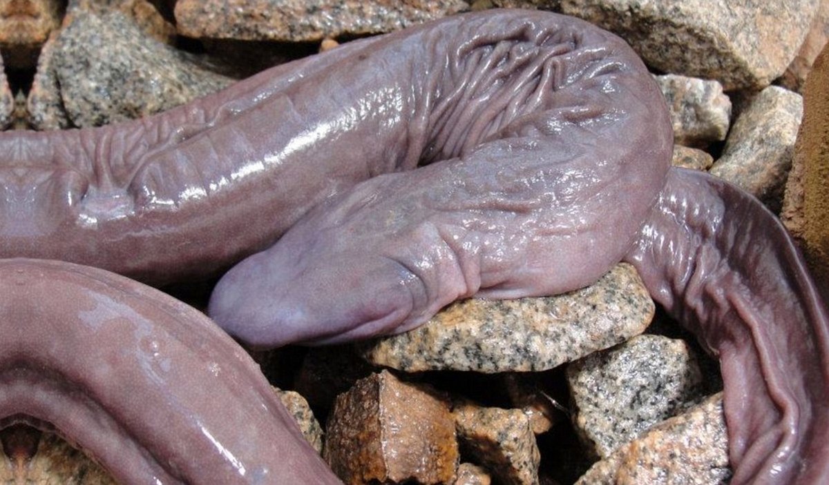 Des « serpents pénis » qui peuvent mesurer jusqu’à 150 cm de long envahissent la Floride