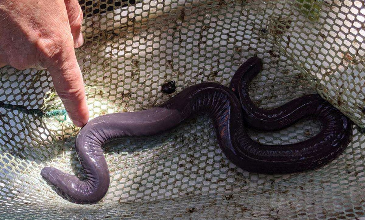 Des «&nbsp;serpents pénis&nbsp;» qui peuvent mesurer jusqu&#8217;à 150 cm de long envahissent la Floride