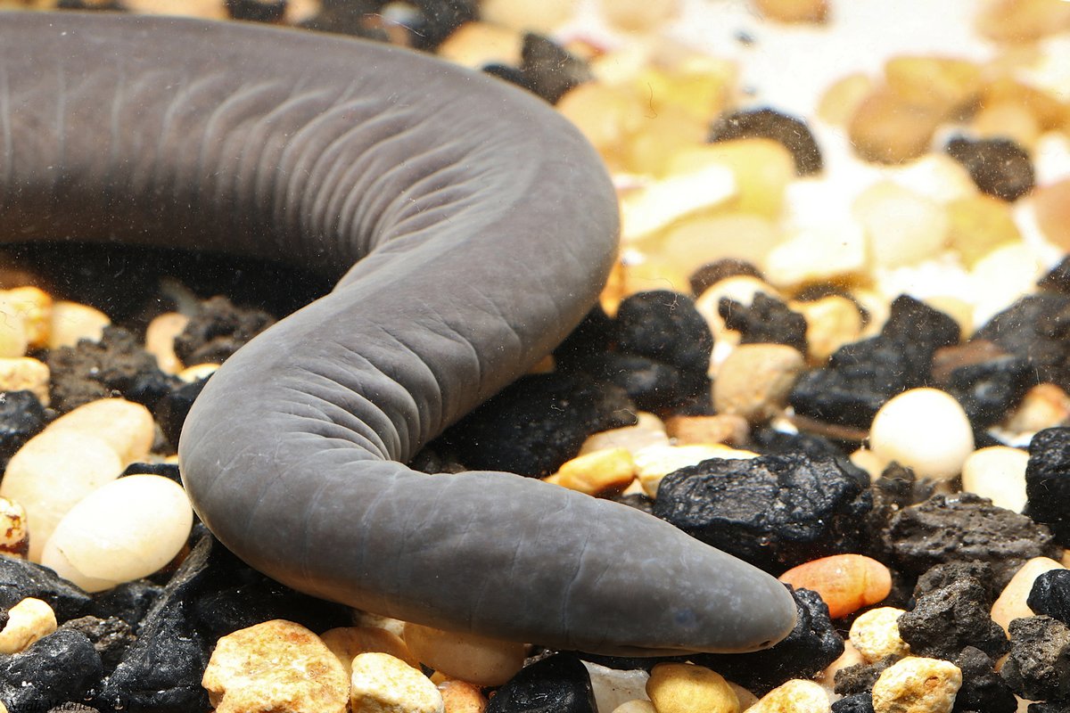 Des « serpents pénis » qui peuvent mesurer jusqu’à 150 cm de long envahissent la Floride