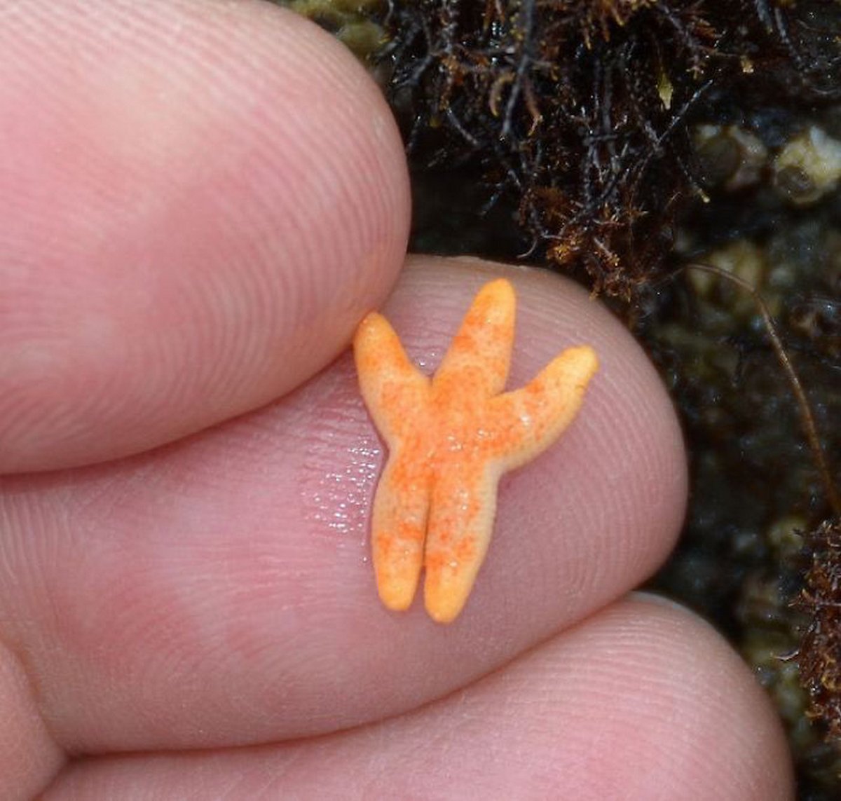 Voici des photos craquantes de très petits animaux sur les doigts de la main