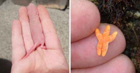 Voici des photos craquantes de très petits animaux sur les doigts de la main