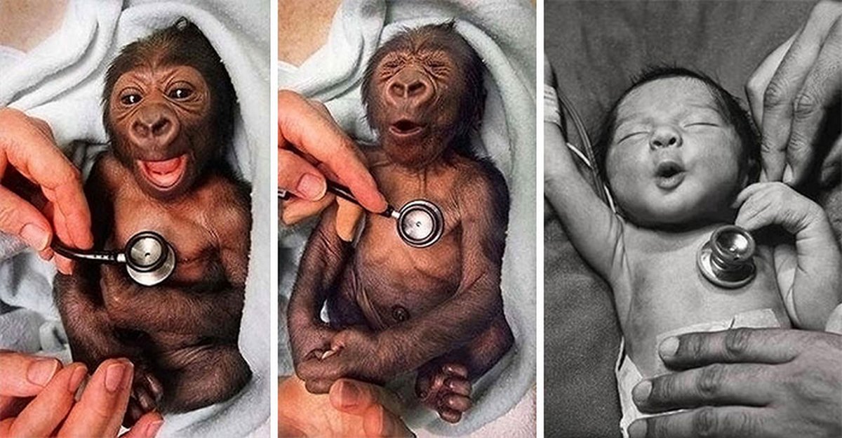 Voici d’adorables photos de bébés animaux pour égayer votre journée