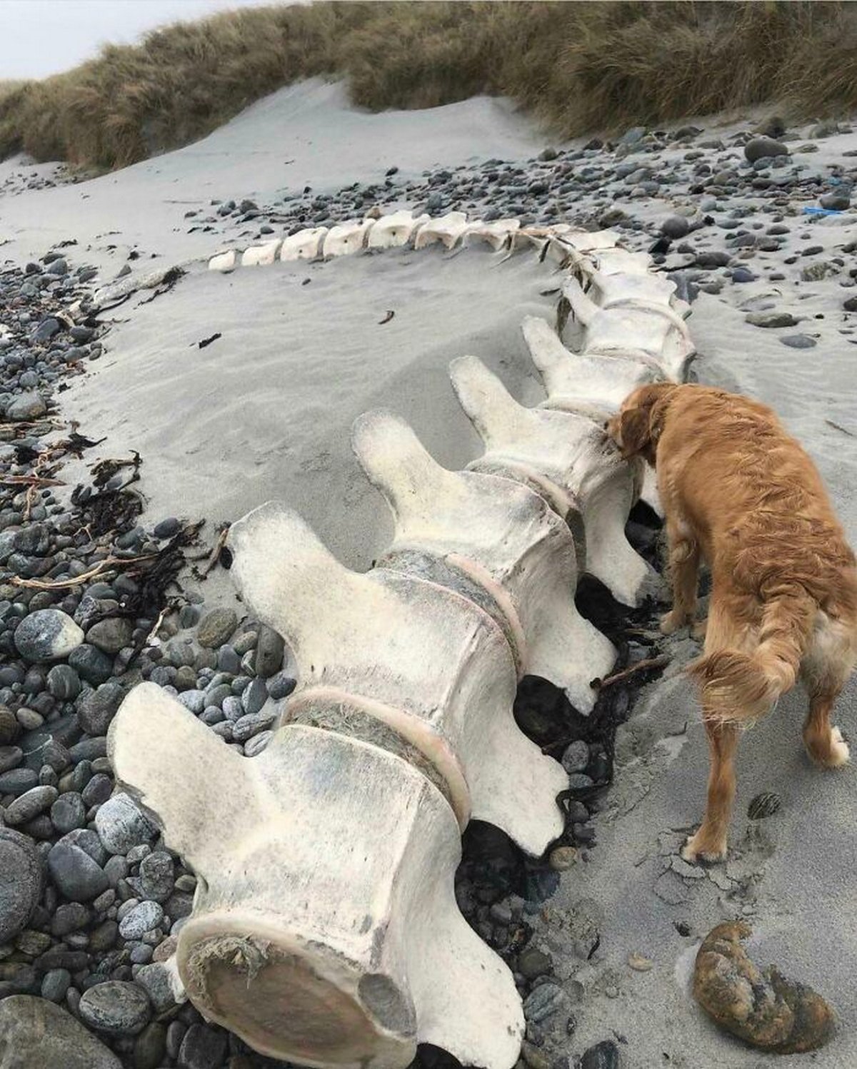 Ces photos de choses énormes vont faire peur aux personnes souffrant de mégalophobie ! Par Janvier Doyon Peur-grandes-choses-megalophobie-025