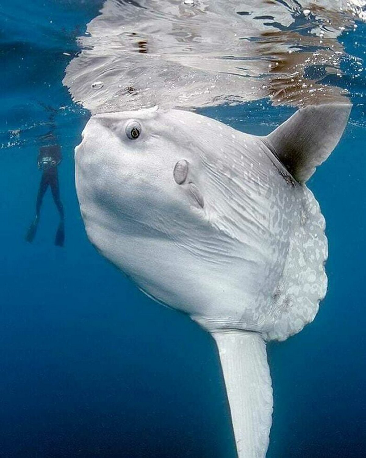 Ces photos de choses énormes vont faire peur aux personnes souffrant de mégalophobie ! Par Janvier Doyon Peur-grandes-choses-megalophobie-035