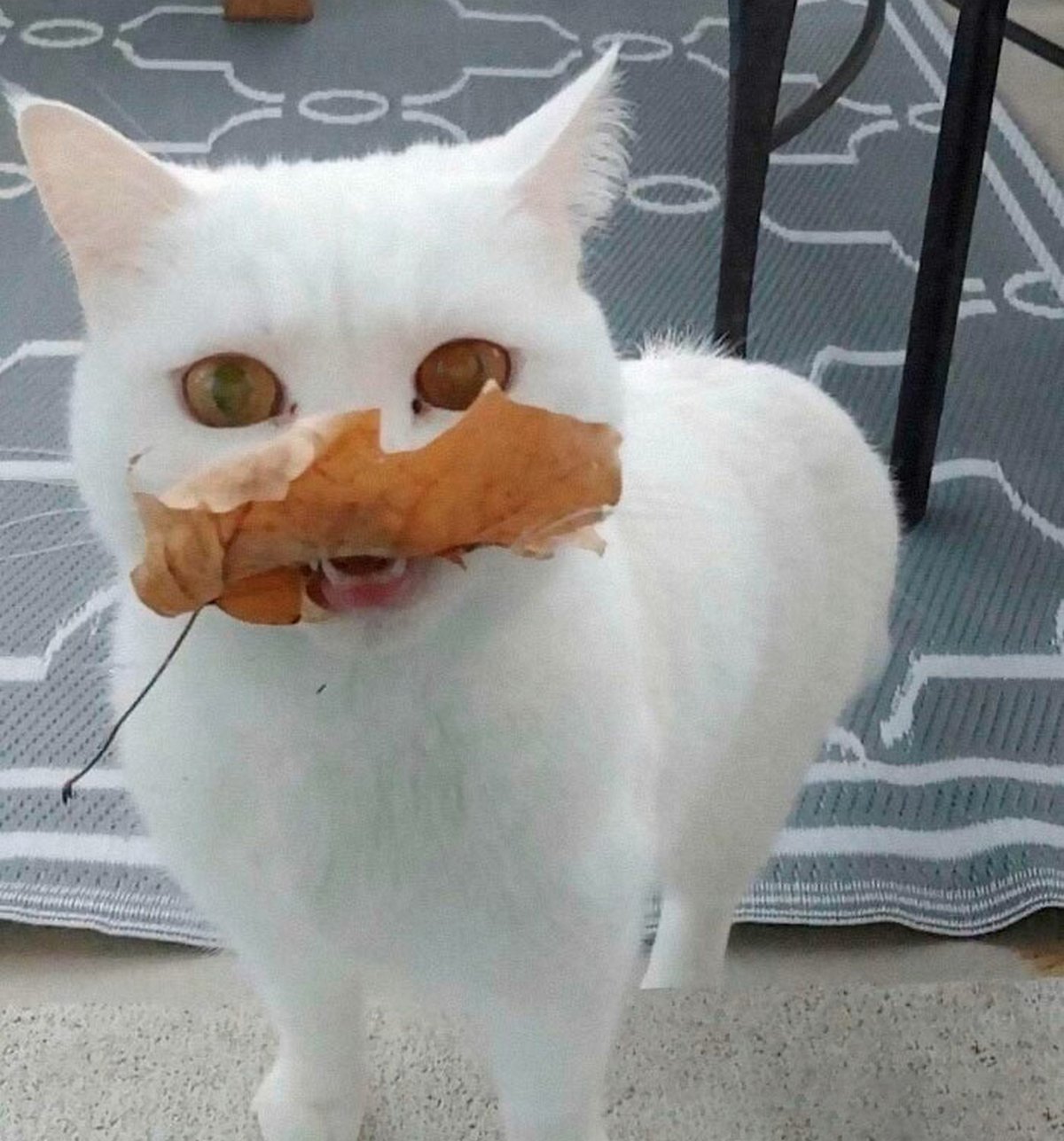 Voici les photos de chats les plus drôles du Web
