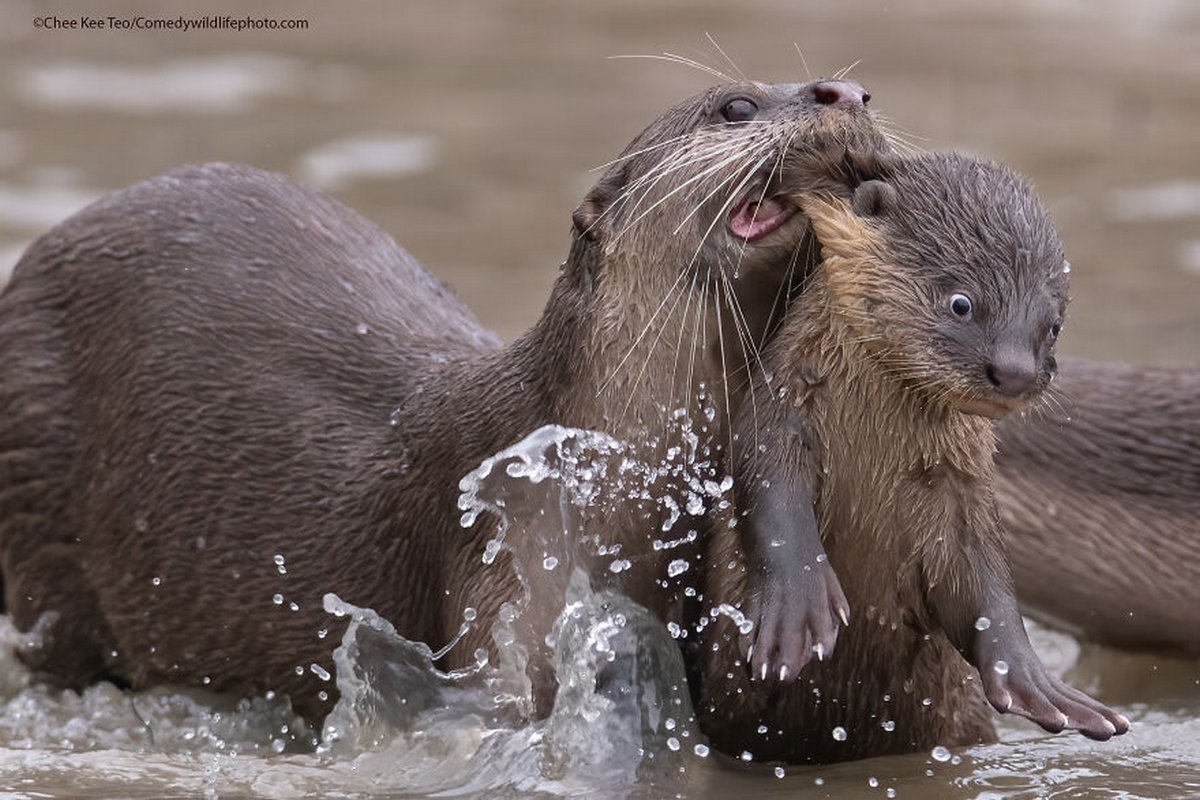 Les Comedy Wildlife Photography Awards viennent d’annoncer les finalistes de 2021 et voici les photos d’animaux les plus drôles (vidéo sur Bidfoly.com) Par Janvier Doyon Prix-photographie-humoristique-faune-finalistes-2021-004