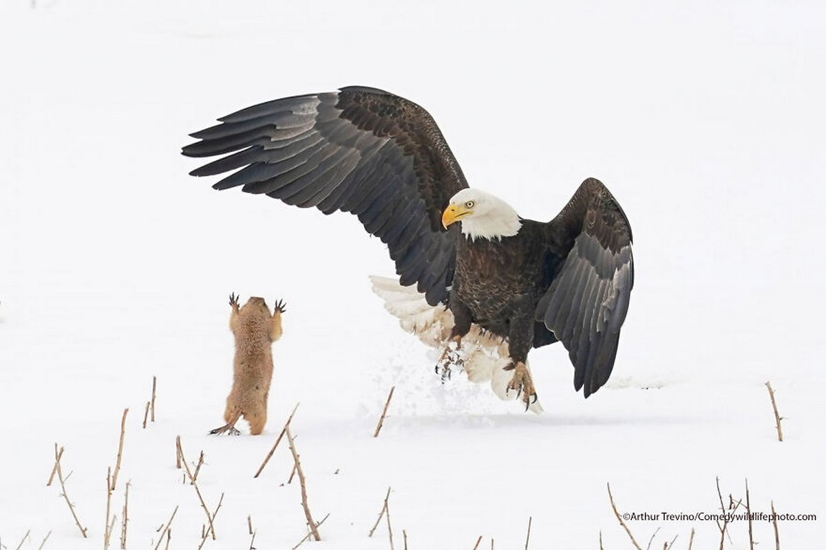 Les Comedy Wildlife Photography Awards viennent d’annoncer les finalistes de 2021 et voici les photos d’animaux les plus drôles (vidéo sur Bidfoly.com) Par Janvier Doyon Prix-photographie-humoristique-faune-finalistes-2021-007