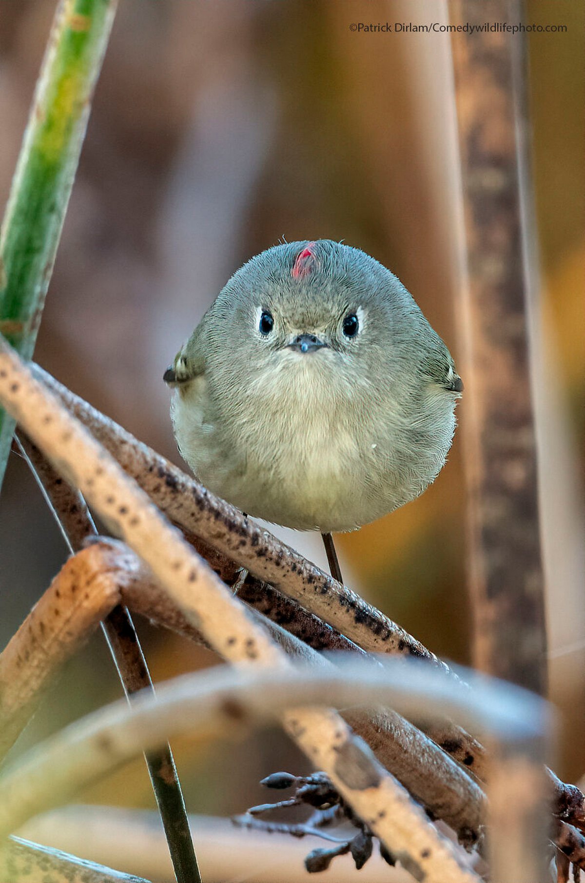 Les Comedy Wildlife Photography Awards viennent d’annoncer les finalistes de 2021 et voici les photos d’animaux les plus drôles (vidéo sur Bidfoly.com) Par Janvier Doyon Prix-photographie-humoristique-faune-finalistes-2021-009