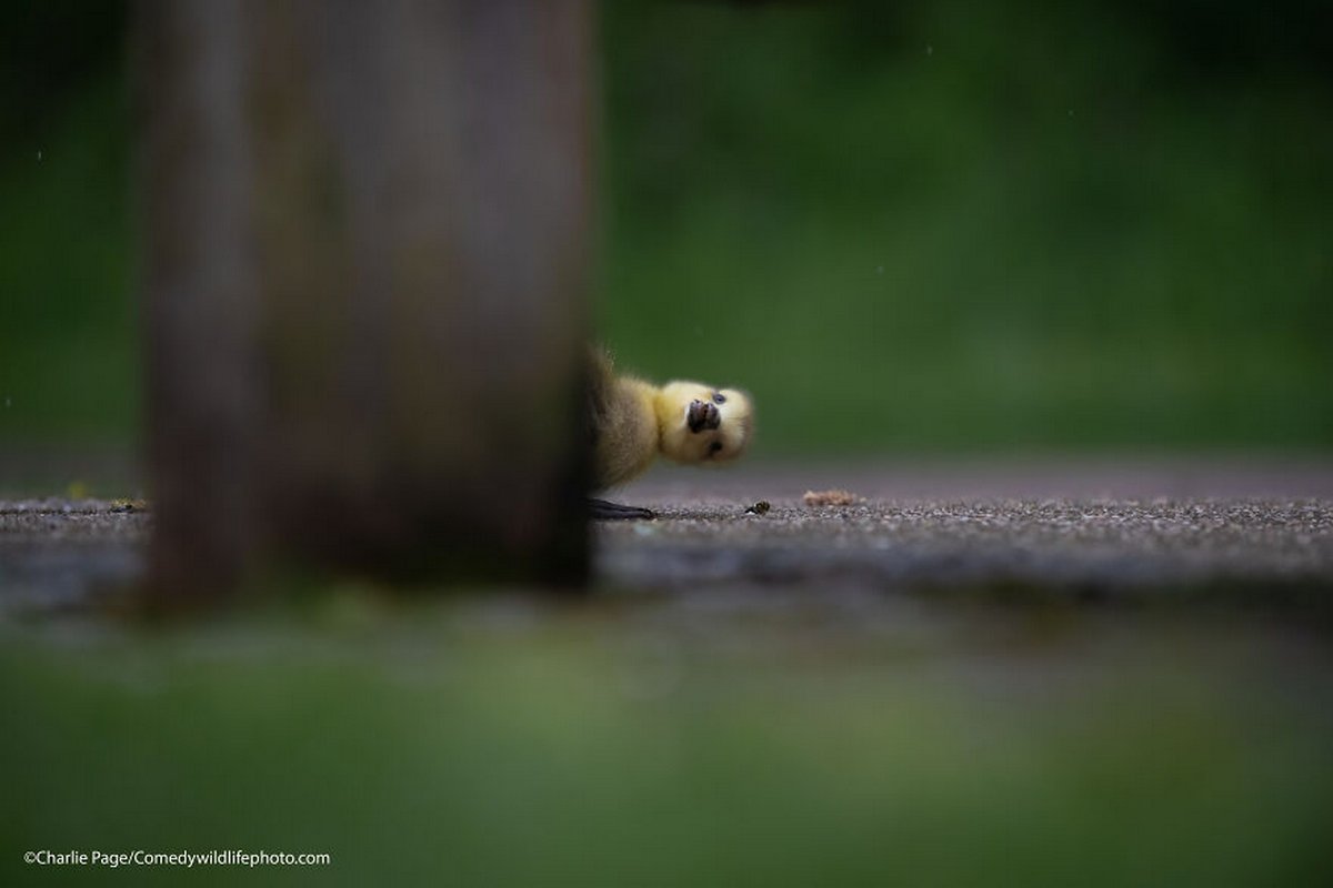 Les Comedy Wildlife Photography Awards viennent d’annoncer les finalistes de 2021 et voici les photos d’animaux les plus drôles (vidéo sur Bidfoly.com) Par Janvier Doyon Prix-photographie-humoristique-faune-finalistes-2021-010