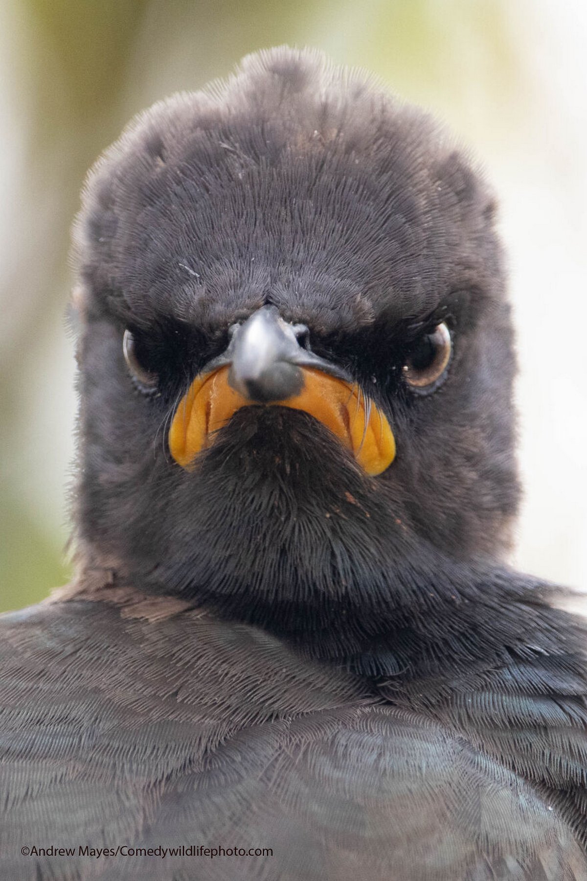 Les Comedy Wildlife Photography Awards viennent d’annoncer les finalistes de 2021 et voici les photos d’animaux les plus drôles (vidéo sur Bidfoly.com) Par Janvier Doyon Prix-photographie-humoristique-faune-finalistes-2021-012