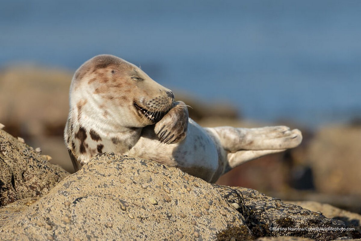 Les Comedy Wildlife Photography Awards viennent d’annoncer les finalistes de 2021 et voici les photos d’animaux les plus drôles (vidéo sur Bidfoly.com) Par Janvier Doyon Prix-photographie-humoristique-faune-finalistes-2021-014