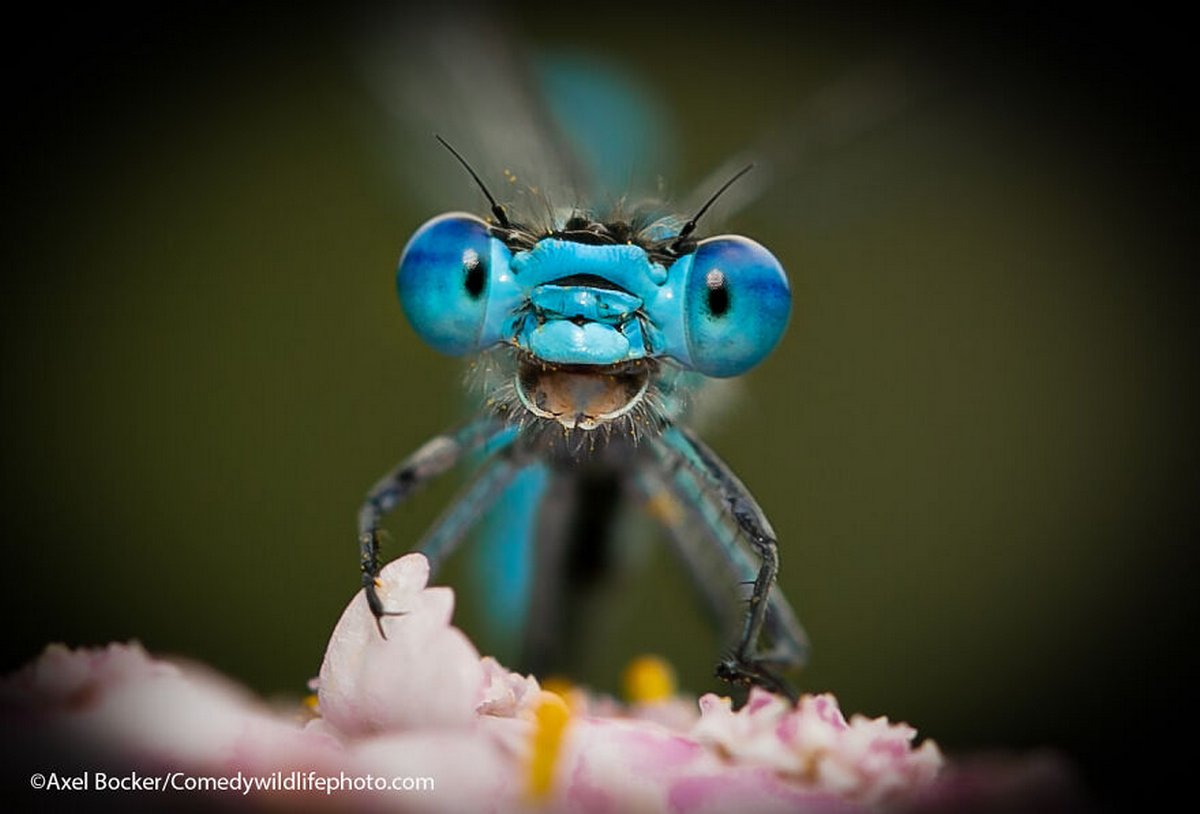 Les Comedy Wildlife Photography Awards viennent d’annoncer les finalistes de 2021 et voici les photos d’animaux les plus drôles (vidéo sur Bidfoly.com) Par Janvier Doyon Prix-photographie-humoristique-faune-finalistes-2021-015